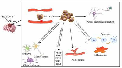 Insight Into the Mechanisms and the Challenges on Stem Cell-Based Therapies for Cerebral Ischemic Stroke